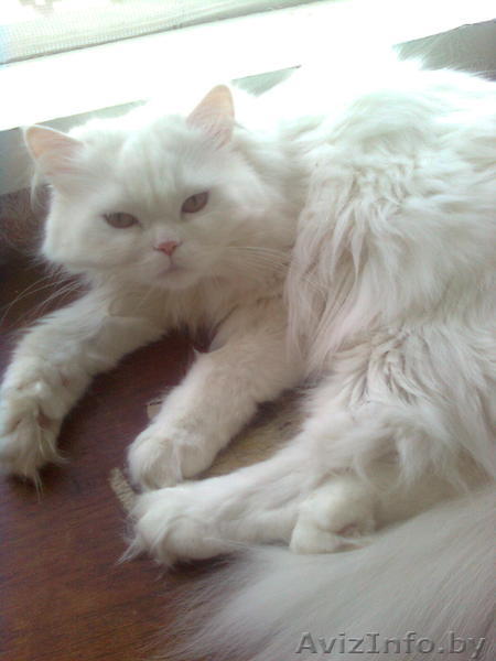 Кошка желает познакомиться - Изображение #1, Объявление #226350