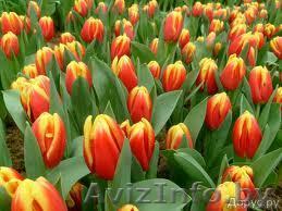 Тюльпан оптом к 8 марта - Изображение #1, Объявление #551416