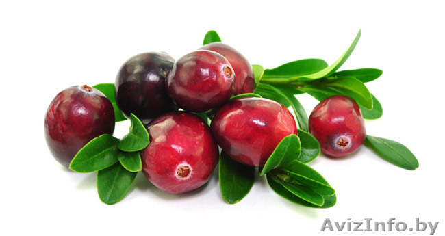 Продам клюкву. Приятные цены. - Изображение #1, Объявление #1317740