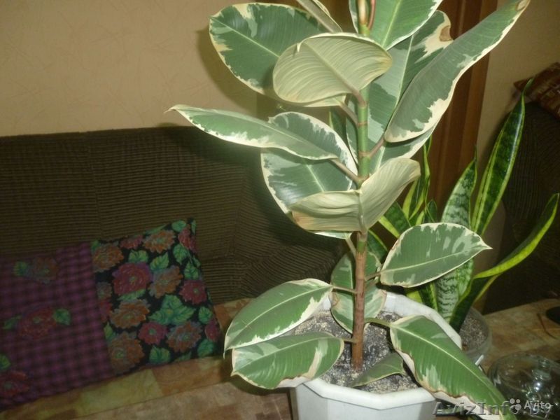 Фикус rjvyfnysq - Изображение #1, Объявление #1423587
