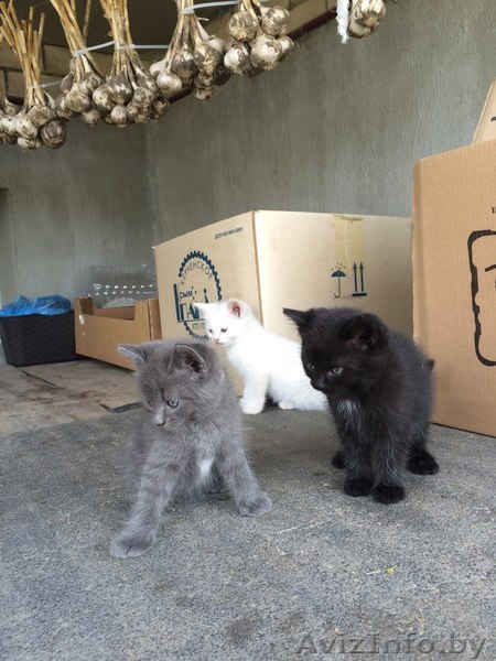 Отдам в добрые руки котят . - Изображение #1, Объявление #1470843