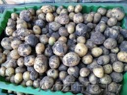 Картофель молодой (некондиция) на корм животным. 0,15 р/кг - Изображение #1, Объявление #1575259