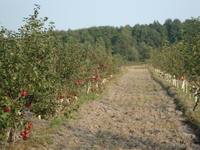 Продам участок 11 га - Изображение #2, Объявление #673982