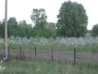 Продам участок 11 га - Изображение #3, Объявление #673982