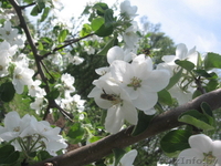 Продам участок 11 га - Изображение #5, Объявление #673982