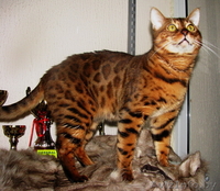 Вязка бенгальских кошек Питомник бенгальских кошек - Изображение #1, Объявление #1035004