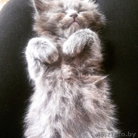 Пушистые котятки в добрые руки! - Изображение #1, Объявление #1276519