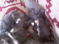 Пушистые котятки в добрые руки! - Изображение #2, Объявление #1276519