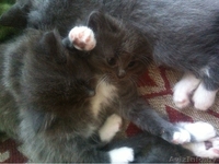 Пушистые котятки в добрые руки! - Изображение #3, Объявление #1276519