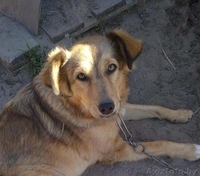 Молодая стерилизованная собачка - Изображение #1, Объявление #1521335