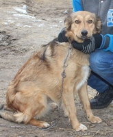 Молодая стерилизованная собачка - Изображение #2, Объявление #1521335