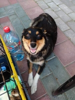 Молодая стерилизованная собачка - Изображение #3, Объявление #1521335