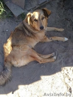 Молодая стерилизованная собачка - Изображение #4, Объявление #1521335
