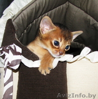 абиссинские котята  дикого окраса - Изображение #3, Объявление #1354632