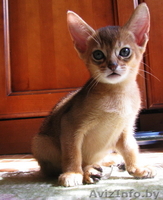 абиссинские котята  дикого окраса - Изображение #4, Объявление #1354632