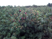 Малина садовая с доставкой на дом - 3,5 р/кг - Изображение #2, Объявление #1580476