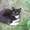 котята в дар от кошки-мышиловки - Изображение #4, Объявление #750111