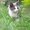 котята в дар от кошки-мышиловки - Изображение #1, Объявление #750111