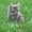 котята в дар от кошки-мышиловки - Изображение #2, Объявление #750111