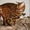 Вязка бенгальских кошек Питомник бенгальских кошек - Изображение #2, Объявление #1035004