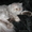 Вязка британских кошек Питомник британских кошек. - Изображение #3, Объявление #1051757