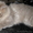 Британские длинношерстные  котята (хайленд) - Изображение #2, Объявление #800415