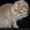 Британские длинношерстные  котята (хайленд) - Изображение #1, Объявление #800415