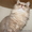 Британские длинношерстные  котята (хайленд) - Изображение #3, Объявление #800415