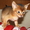 Абиссинские котята Питомник абиссинских кошек - Изображение #4, Объявление #909027