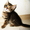 калифорнийская сияющая кошка - Изображение #1, Объявление #1264452