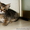 калифорнийская сияющая кошка - Изображение #2, Объявление #1264452