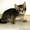 калифорнийская сияющая кошка - Изображение #3, Объявление #1264452
