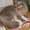 Британские длинношерстные  котята (хайленд) - Изображение #6, Объявление #800415