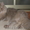 Британские длинношерстные  котята (хайленд) - Изображение #7, Объявление #800415