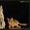 абиссинские котята  дикого окраса - Изображение #1, Объявление #1354632