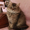 Британские длинношерстные(хайленд) котята уникальных окрасов Питомник  - Изображение #2, Объявление #1331394