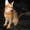 Чаузи(нильская кошка)питомник бенгальских кошек. - Изображение #1, Объявление #1479551