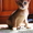 абиссинские котята  дикого окраса - Изображение #4, Объявление #1354632