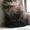 Британские длинношерстные котята (хайленд)- акция - Изображение #1, Объявление #1348607