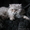 Британская полудлинношерстная кошка Питомник британских кошек  #sunnyb - Изображение #2, Объявление #1348785