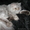 Британская полудлинношерстная кошка Питомник британских кошек  #sunnyb - Изображение #1, Объявление #1348785