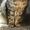 Британские длинношерстные котята (хайленд)- акция - Изображение #4, Объявление #1348607