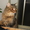 Британская полудлинношерстная кошка Питомник британских кошек  #sunnyb - Изображение #4, Объявление #1348785