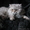 Британская полудлинношерстная кошка Питомник британских кошек. - Изображение #1, Объявление #1601931
