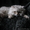 Британская полудлинношерстная кошка Питомник британских кошек. - Изображение #3, Объявление #1601931
