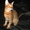 Чаузи (нильская кошка) поколение F5 - Изображение #3, Объявление #1314854