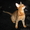 Чаузи (нильская кошка) поколение F5 - Изображение #2, Объявление #1314854