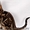 Бенгальские котята мрамор на золоте от титулованных производителей - Изображение #2, Объявление #1509616