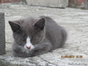 котята в дар от кошки-мышиловки - Изображение #3, Объявление #750111