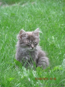 котята в дар от кошки-мышиловки - Изображение #2, Объявление #750111